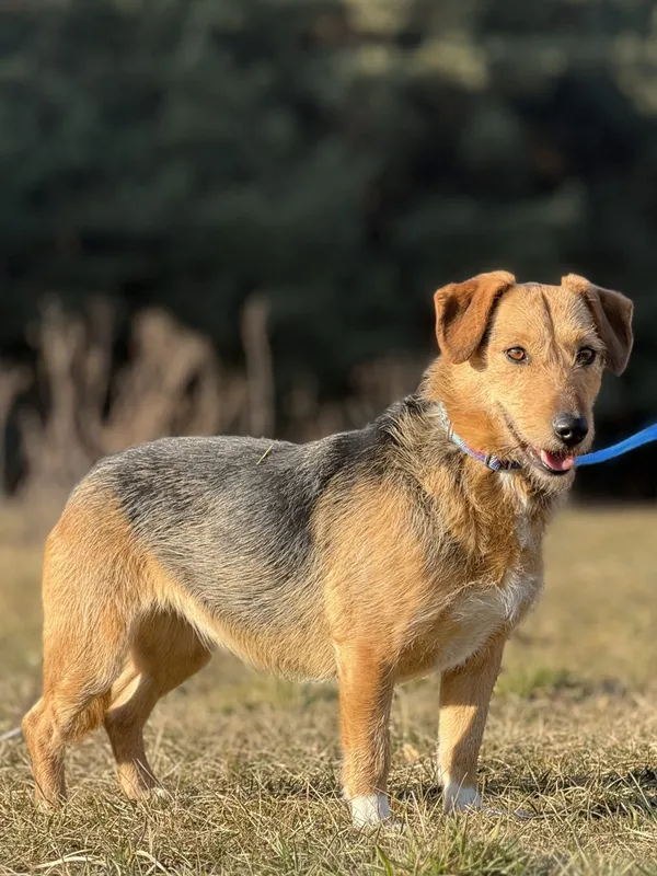 Pies do adopcji, Pieczyska, 6 marca 2025 (4/5)