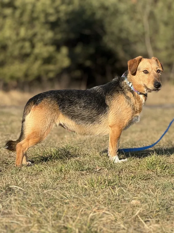 Pies do adopcji, Pieczyska, 6 marca 2025 (5/5)