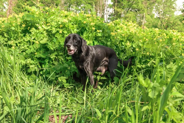 Znaleziono psa, Henrykowo, 3 marca 2025 (1/5)