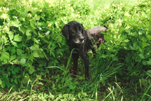 Znaleziono psa, Henrykowo, 3 marca 2025 (5/5)