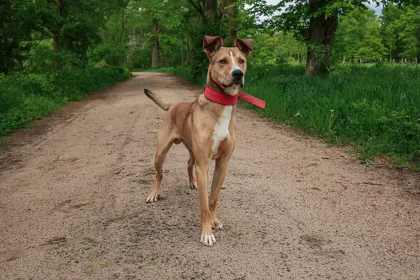 Znaleziono psa, Henrykowo, 25 lutego 2025 (1/5)