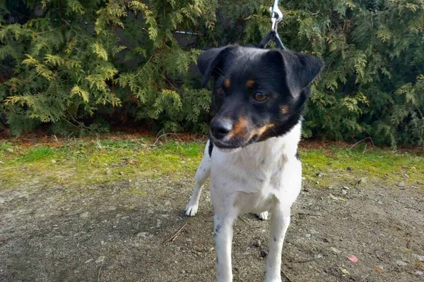 Znaleziono psa, Henrykowo, 21 lutego 2025