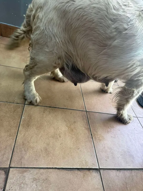 Znaleziono psa, Sosnowiec, 6 marca 2025 (2/2)