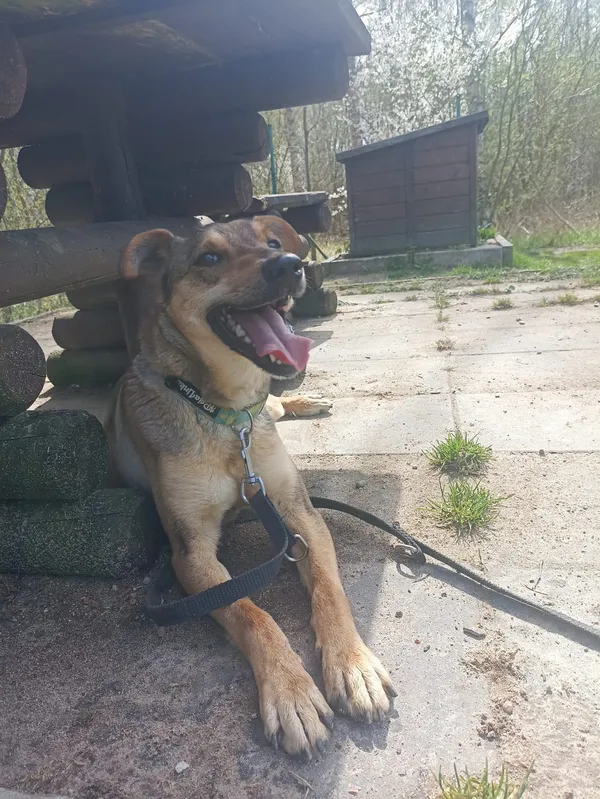 Znaleziono psa, Chojnice, 4 marca 2025 (1/5)