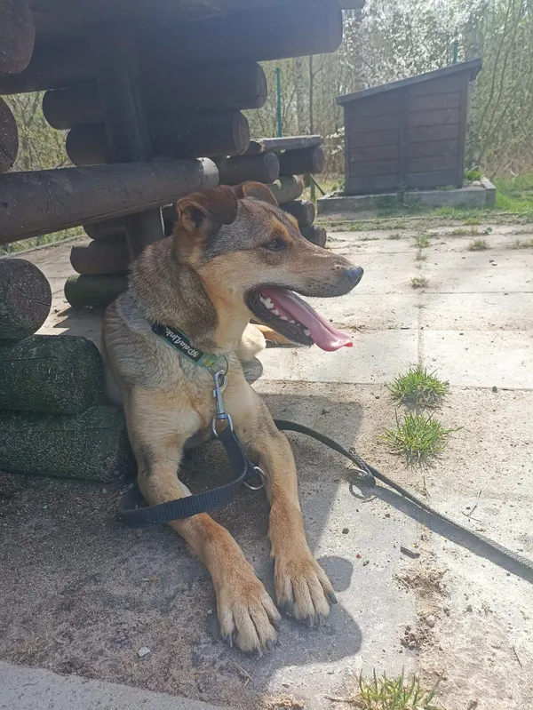 Znaleziono psa, Chojnice, 4 marca 2025 (2/5)