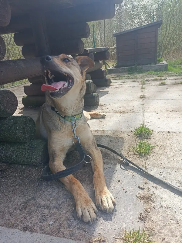 Znaleziono psa, Chojnice, 4 marca 2025 (3/5)