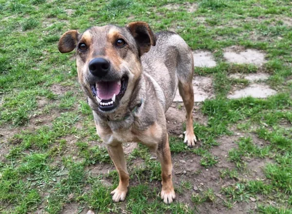 Znaleziono psa, Chojnice, 4 marca 2025 (5/5)