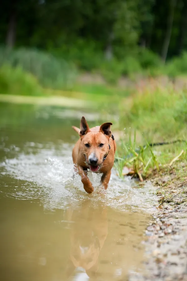 Znaleziono psa, Sosnowiec, 4 marca 2025 (4/5)