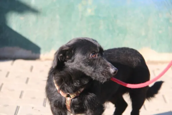 Pies do adopcji, Nowy Dwór Mazowiecki, 7 marca 2025 (2/5)