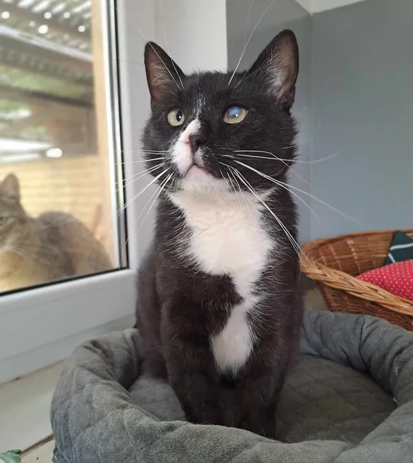 Kot do adopcji, Olsztyn, 31 grudnia 2024 (1/3)