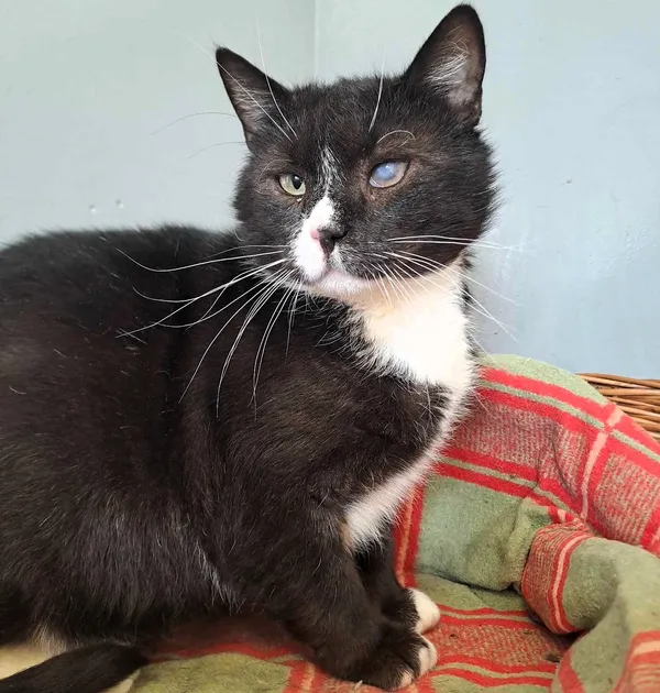 Kot do adopcji, Olsztyn, 31 grudnia 2024 (2/3)