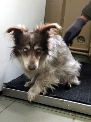 Pies do adopcji, Pabianice, 24 lutego 2025 (1/4)