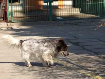 Pies do adopcji, Pabianice, 24 lutego 2025 (2/4)