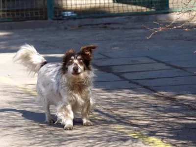 Pies do adopcji, Pabianice, 24 lutego 2025 (3/4)