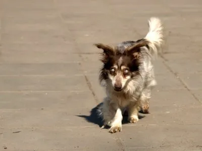 Pies do adopcji, Pabianice, 24 lutego 2025 (4/4)