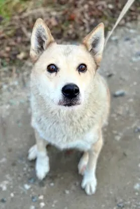 Oddam psa, Gdańsk, 7 marca 2025 (1/2)