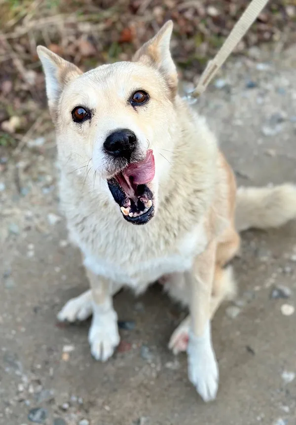 Oddam psa, Gdańsk, 7 marca 2025 (2/2)