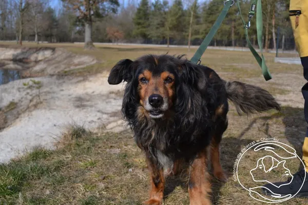 Pies do adopcji, Chełmek, 17 lutego 2025