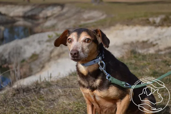 Pies do adopcji, Chełmek, 10 lutego 2025