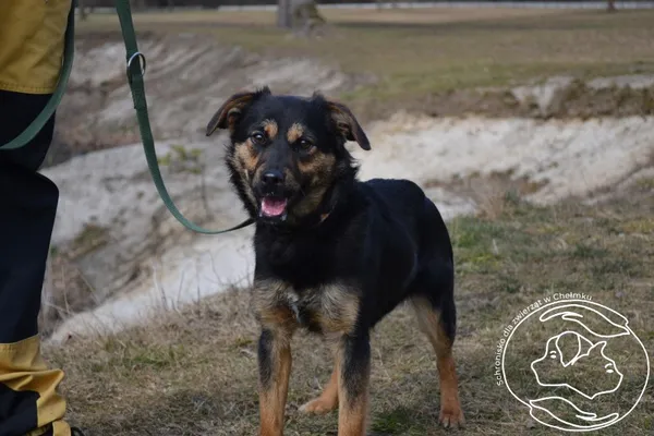 Pies do adopcji, Chełmek, 5 lutego 2025
