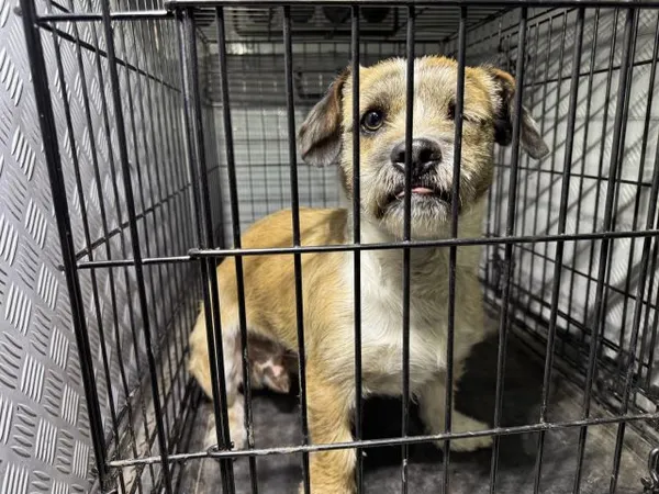 Znaleziono psa, Radom, 5 marca 2025