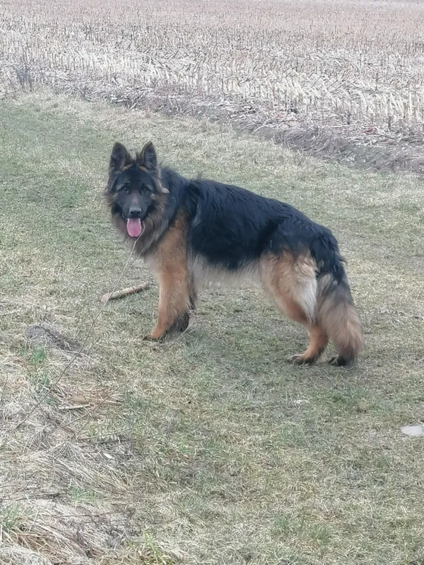 Zaginął pies, Łódź, 7 marca 2025