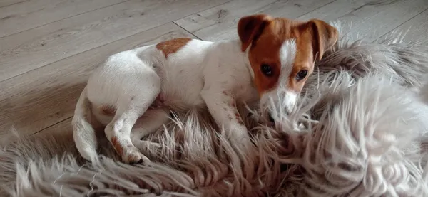 Zaginął pies, Łódź, 7 marca 2025