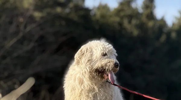 Pies do adopcji, Pieczyska, 7 marca 2025 (1/5)