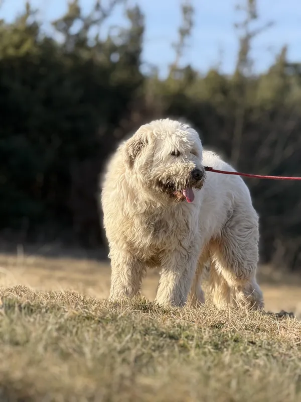 Pies do adopcji, Pieczyska, 7 marca 2025 (2/5)