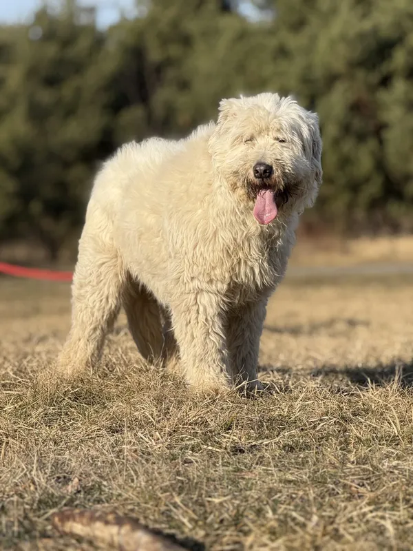 Pies do adopcji, Pieczyska, 7 marca 2025 (5/5)