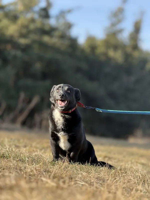 Pies do adopcji, Pieczyska, 7 marca 2025 (2/5)