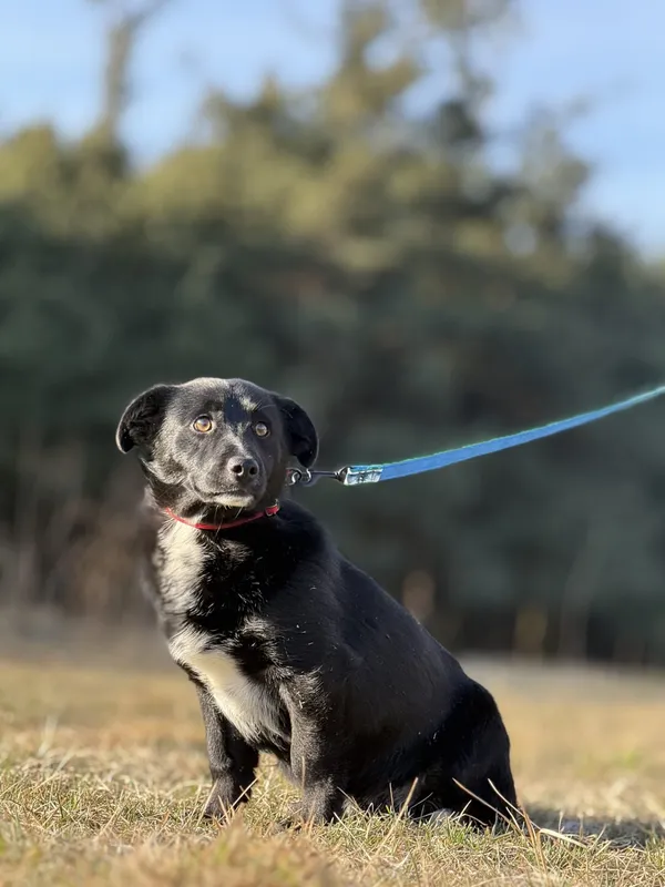 Pies do adopcji, Pieczyska, 7 marca 2025 (3/5)