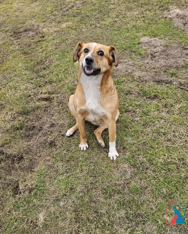 Pies do adopcji, Grudziądz, 3 marca 2025