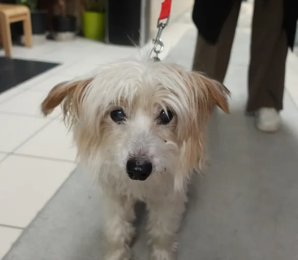 Znaleziono psa, Gdańsk, 7 marca 2025