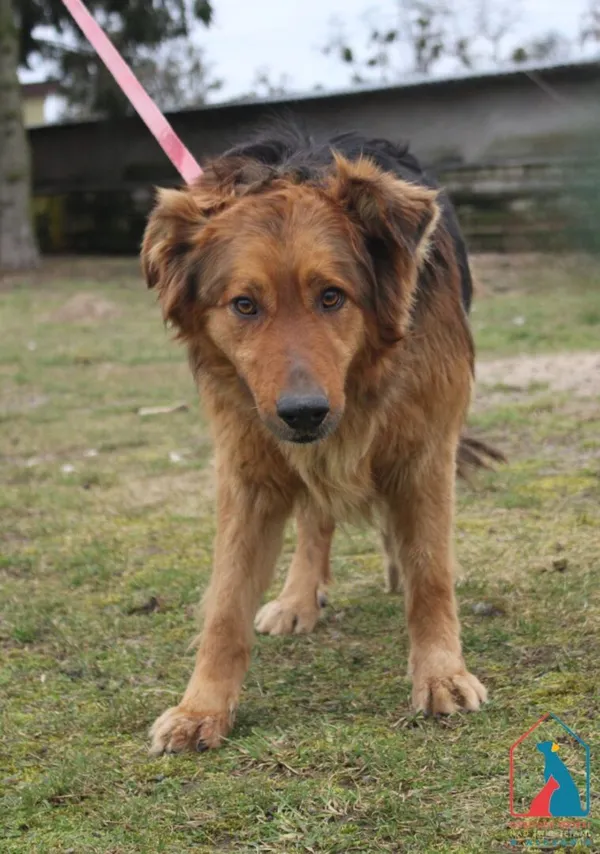 Pies do adopcji, Grudziądz, 3 marca 2025