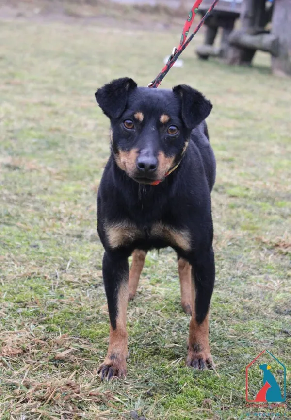 Pies do adopcji, Grudziądz, 25 lutego 2025