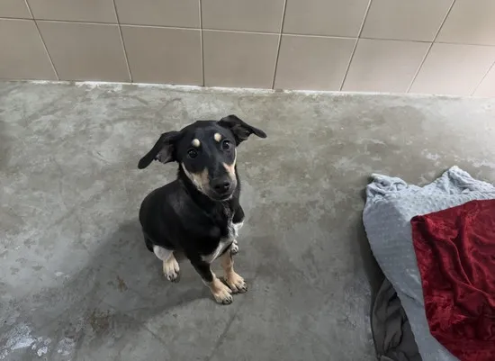 Pies do adopcji, Kraków, 21 lutego 2025