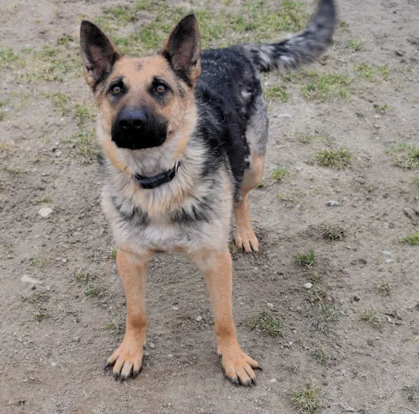 Znaleziono psa, Pieckowo, 7 marca 2025 (1/5)