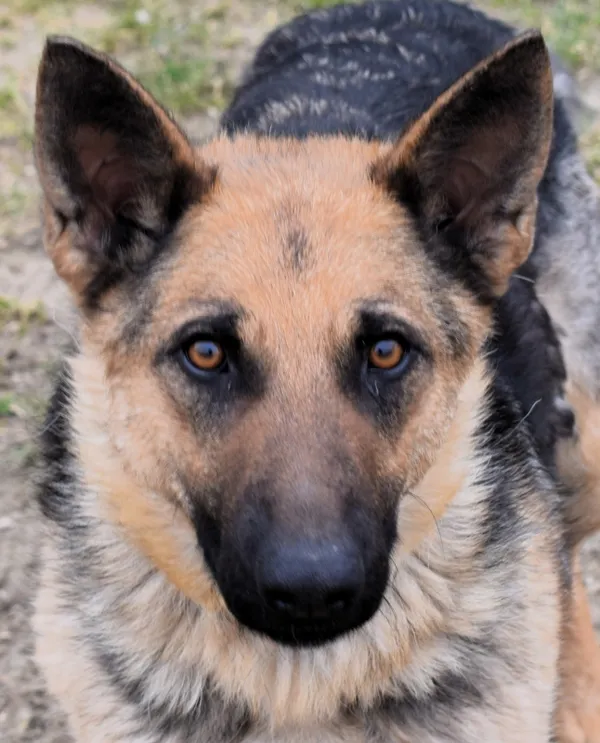 Znaleziono psa, Pieckowo, 7 marca 2025 (2/5)