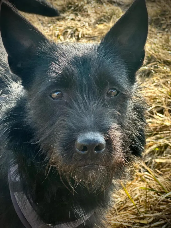 Znaleziono psa, Żywiec, 8 marca 2025 (1/5)