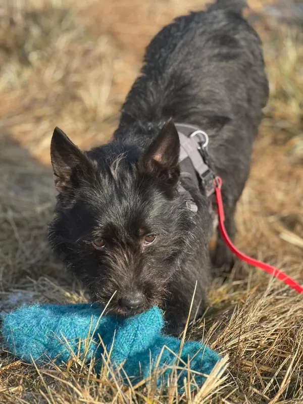 Znaleziono psa, Żywiec, 8 marca 2025 (3/5)