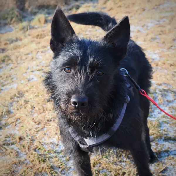 Znaleziono psa, Żywiec, 8 marca 2025 (4/5)