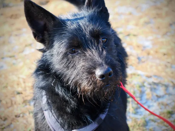 Znaleziono psa, Żywiec, 8 marca 2025 (5/5)