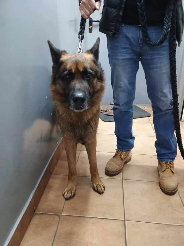 Znaleziono psa, Sosnowiec, 7 marca 2025