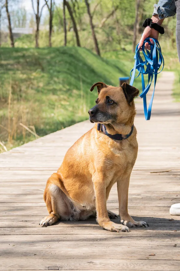 Znaleziono psa, Sosnowiec, 7 marca 2025 (1/5)