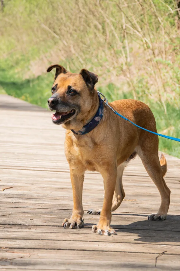 Znaleziono psa, Sosnowiec, 7 marca 2025 (2/5)