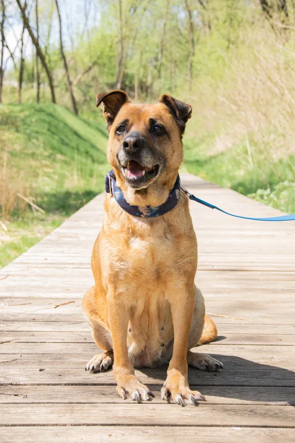 Znaleziono psa, Sosnowiec, 7 marca 2025 (3/5)