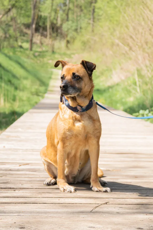 Znaleziono psa, Sosnowiec, 7 marca 2025 (4/5)