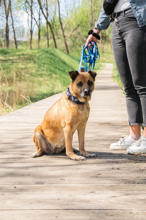 Znaleziono psa, Sosnowiec, 7 marca 2025 (5/5)