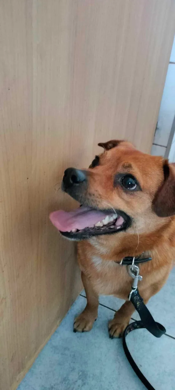 Znaleziono psa, Sosnowiec, 7 marca 2025 (1/2)